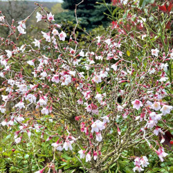Prunus incisa ‘Kojo-no-mai’