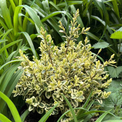 Buxus sempervirens ‘Variegata‘