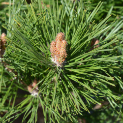 Pinus nigra ‘Pierrick Bregeon‘