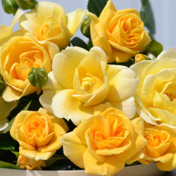 Rosa Décorosier® - 'Soleya' ® - 'Noa71610' - Rosier