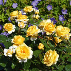 Rosa Décorosier® - 'Soleya' ® - 'Noa71610' - Rosier