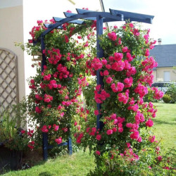 Rosa  grimpant  Décorosier® - ‘Emera‘ ® - ‘Noa907500’ - Rosier grimpant