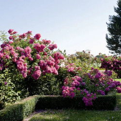 Rosa  grimpant  Décorosier® - ‘Emera‘ ® - ‘Noa907500’ - Rosier grimpant