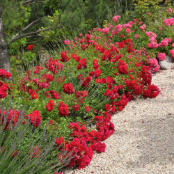 Rosa  Décorosier ‘Kadora‘ 