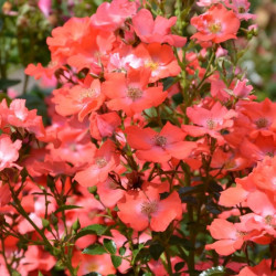Rosa  Décorosier Isalia