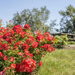 Rosa  Décorosier Isalia