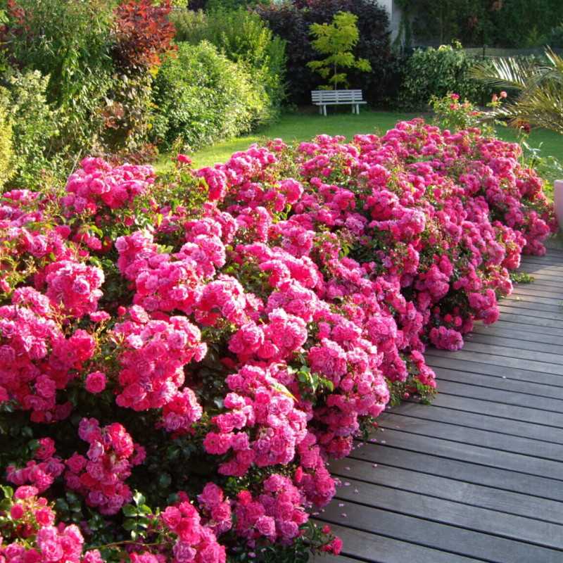 Rosa  Décorosier® - ‘Emera‘