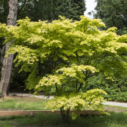 Acer palmatum Orange Dream