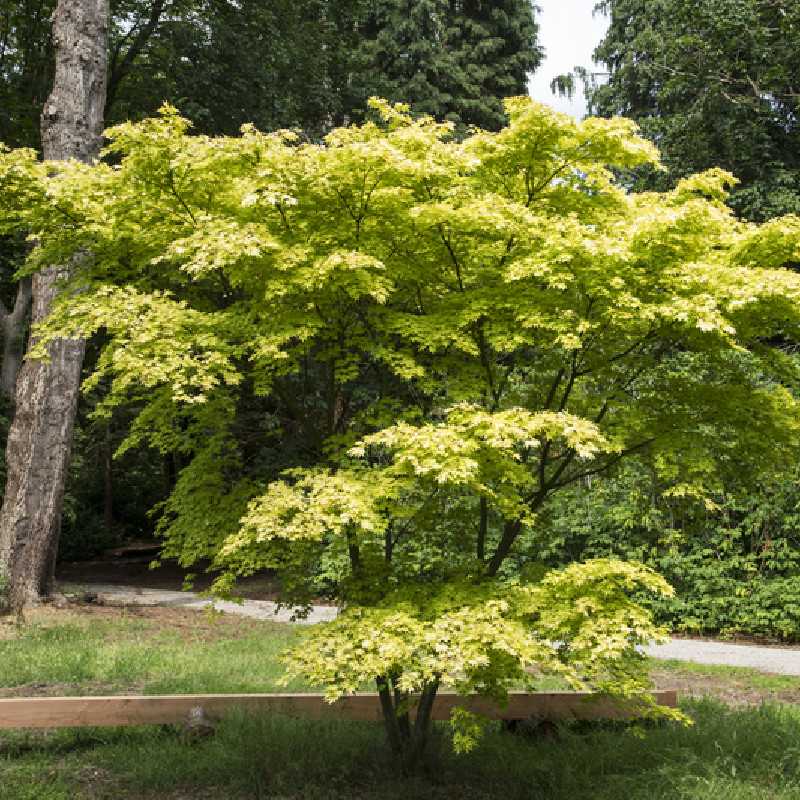 Acer palmatum 'Orange Dream' - Érable du Japon