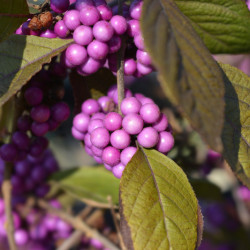Callicarpa bodinieri Profusion