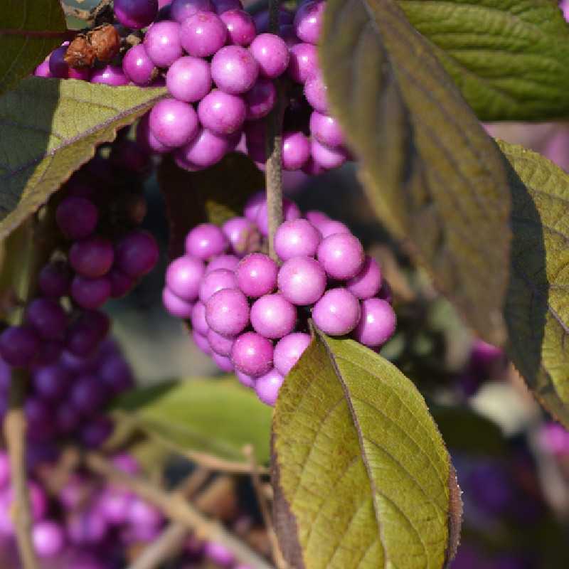 Callicarpa bodinieri Profusion