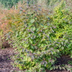 Callicarpa bodinieri Profusion