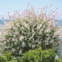 Salix integra 'Hakuro-Nishiki' - Saule crevette
