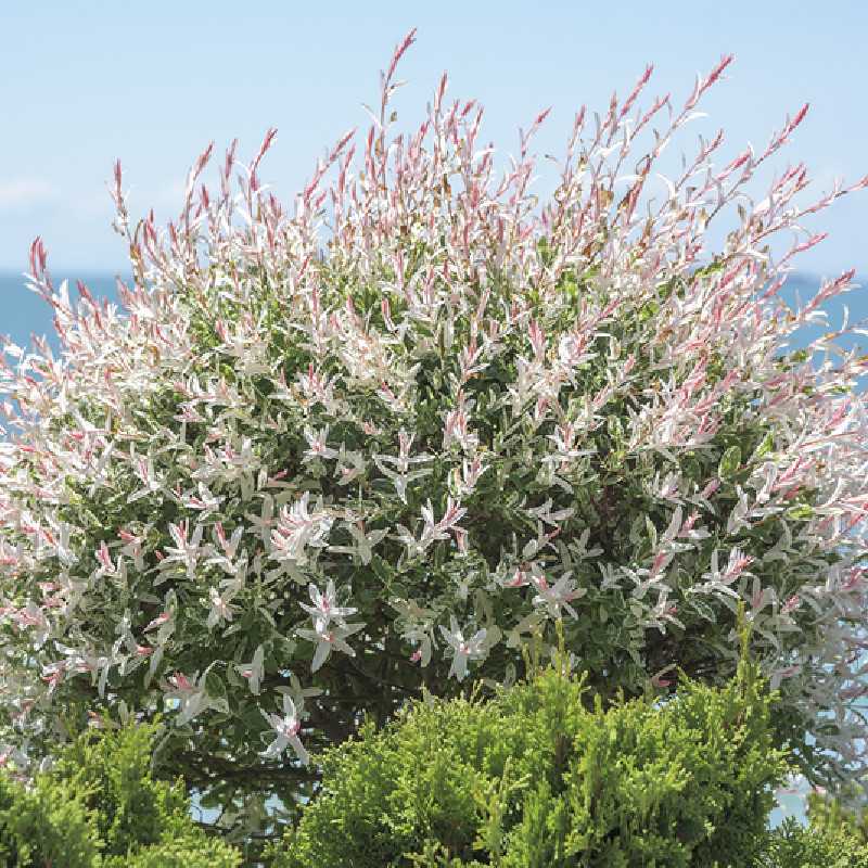 Salix integra 'Hakuro-Nishiki' - Saule crevette