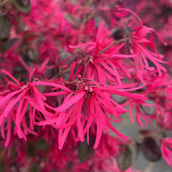 Loropetalum chinense ‘Black Pearl’