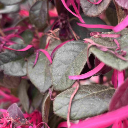 Loropetalum chinense ‘Black Pearl’