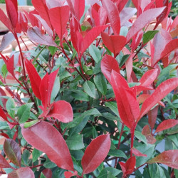 Photinia fraseri ‘Carré Rouge’