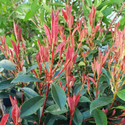 Photinia fraseri ‘Carré Rouge’