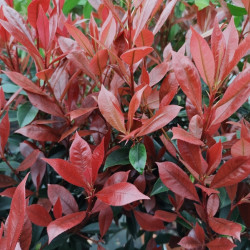 Photinia fraseri ‘Carré Rouge’