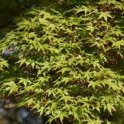 Acer palmatum Sangokaku