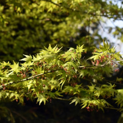 Acer palmatum Sangokaku