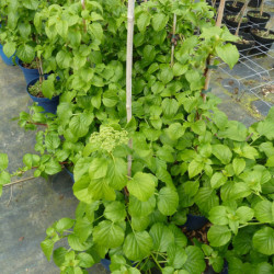Hydrangea anomala petiolaris