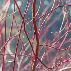 Cornus alba Miracle