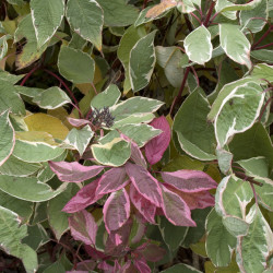 Cornus alba Miracle