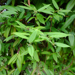 Lonicera henryi
