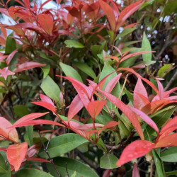 Photinia fraseri ‘Little Fenna‘