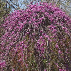 Cercis canadensis Lavender Twist