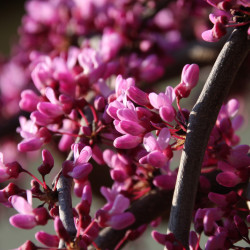 Cercis canadensis Lavender Twist