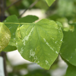 Cercis canadensis Alley Cat