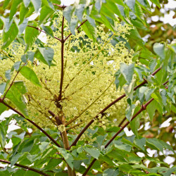 Aralia elata
