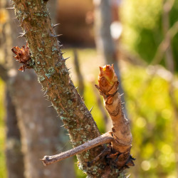 Aralia elata