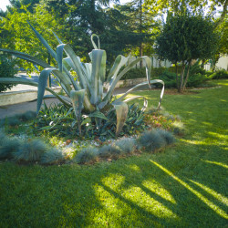 Agave americana