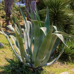 Agave americana protoamericana