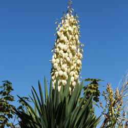 Yucca gloriosa Lonestar