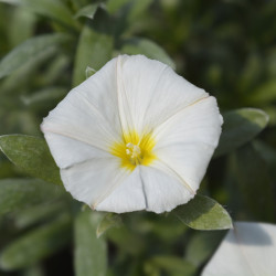 Convolvulus cneorum