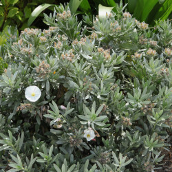 Convolvulus cneorum