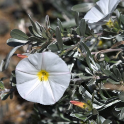 Convolvulus cneorum