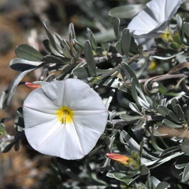 Convolvulus cneorum
