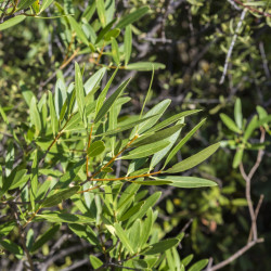 Phillyrea angustifolia