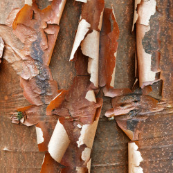 Acer griseum