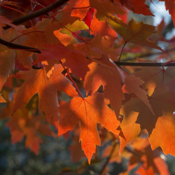 Acer freemanii Jeffersred Autumn Blaze 