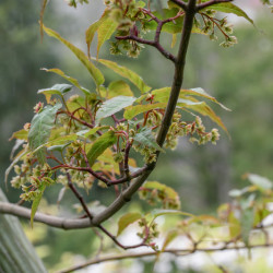 Acer davidii 'Viper' - Érable à peau de serpent