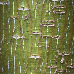 Acer davidii 'Viper' - Érable à peau de serpent