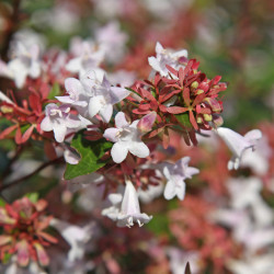 Abelia grandiflora