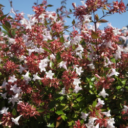 Abelia grandiflora