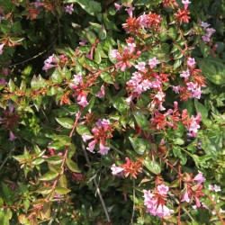 Abelia grandiflora ‘Edouard Goucher’